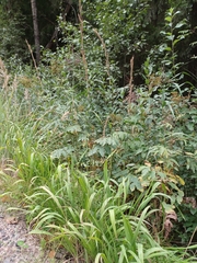 Brachypodium pinnatum