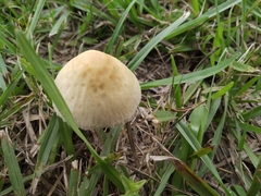 Conocybe apala