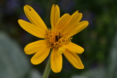 Senecio doronicum
