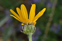 Senecio doronicum