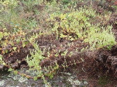 Fallopia