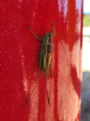 Conocephalus brevipennis