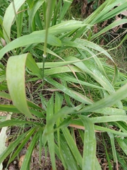 Brachypodium pinnatum
