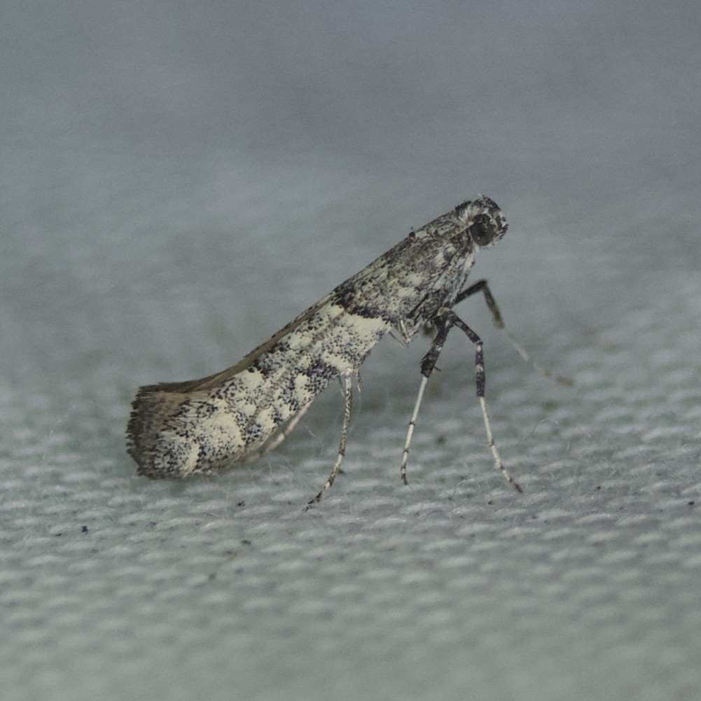 Caloptilia atomosella