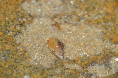 Pagurus bernhardus