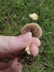 Conocybe apala