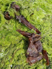 Saccorhiza polyschides