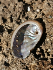 Haliotis tuberculata