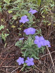 Ruellia humilis