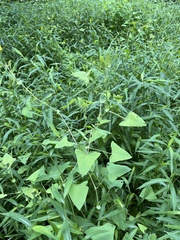 Persicaria perfoliata