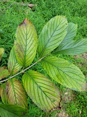 Viburnum sieboldii