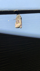 Lacinipolia renigera