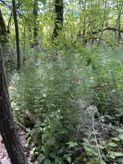 Equisetum telmateia