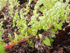 Fallopia