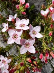 Erica fastigiata