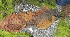 Saccharina latissima