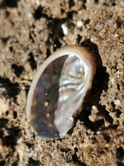 Haliotis tuberculata