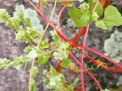 Fallopia