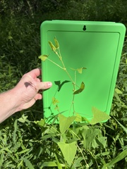 Persicaria perfoliata