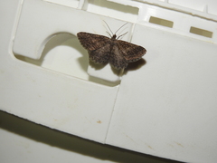 Rhoptria asperaria