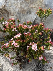 Erica fastigiata