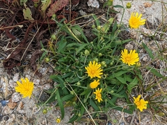 Hieracium umbellatum