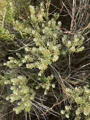 Lepidium