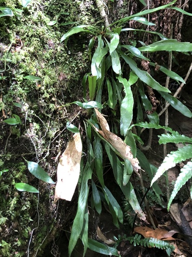 Asplenium ensiforme iNat (1)