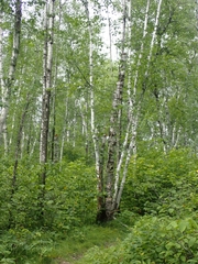 Betula papyrifera