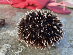 Sphaerechinus granularis