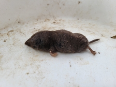 Blarina carolinensis