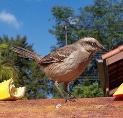 Mimus saturninus