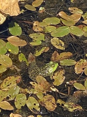 Potamogeton natans