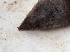 Blarina carolinensis
