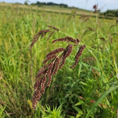 Echinochloa muricata