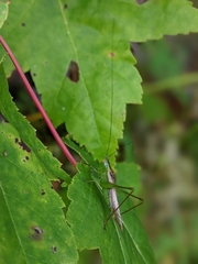 Conocephalus fasciatus
