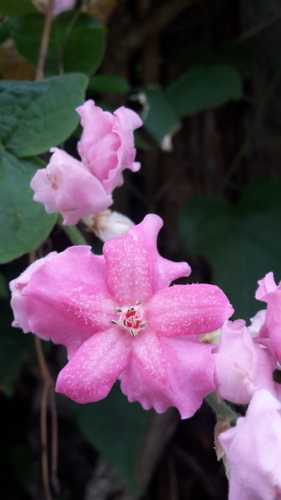 Antigonon guatimalense