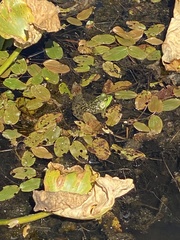 Potamogeton natans