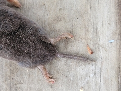 Blarina carolinensis