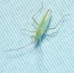 Trigonotylus caelestialium