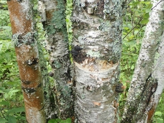 Betula papyrifera