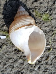 Buccinum undatum