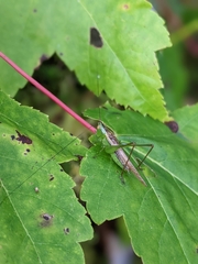 Conocephalus fasciatus