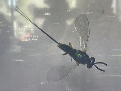 Torymidae