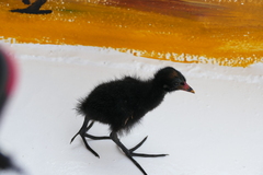 Gallinula chloropus