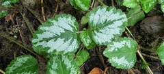 Lamium galeobdolon argentatum