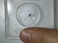 Torymidae