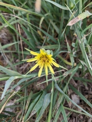 Tragopogon dubius
