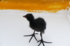 Gallinula chloropus