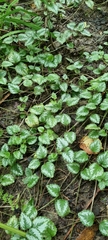 Lamium galeobdolon argentatum